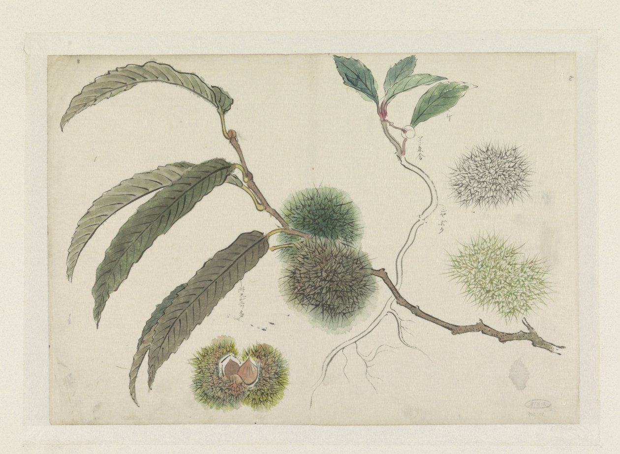 Castañas en rama de Ishikawa Kazan
