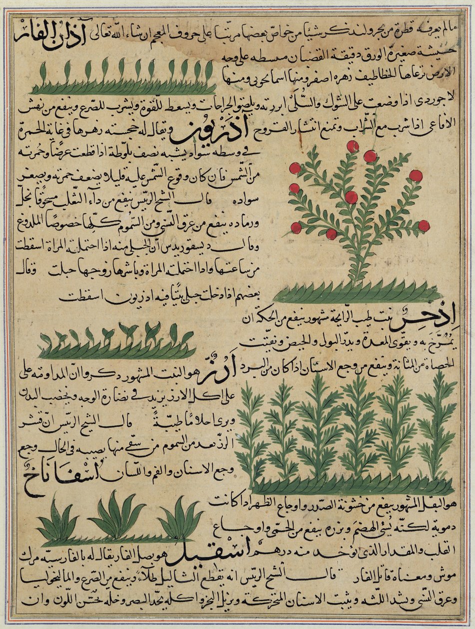 Plantas botánicas, ilustración de 