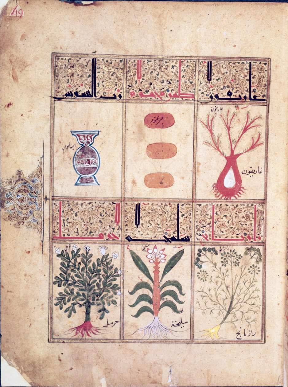Ms. Arabe 2964 fol.49 Plantas del Tratado de Teriaca según Galeno, 1217 de Islamic School