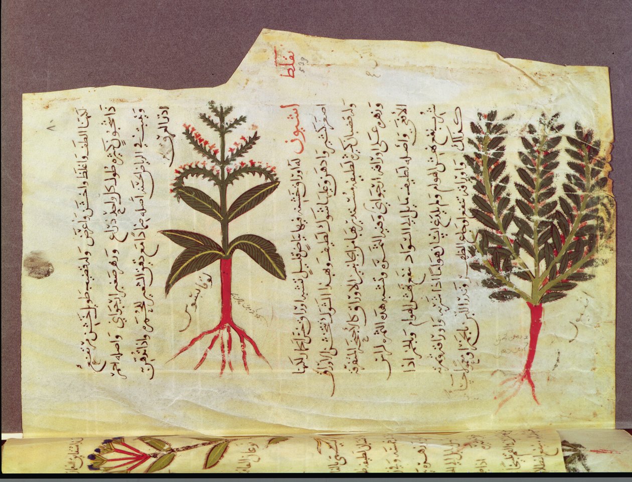 Ms. Arabe 4947 fol.84, Plantas de un tratado de Dioscórides, siglo XIII de Islamic School