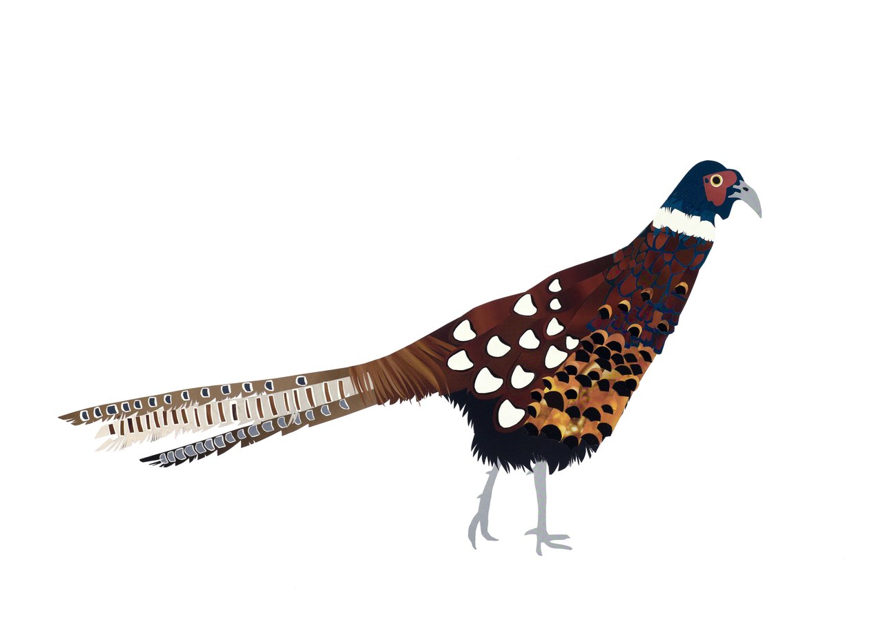 Faisán, 2013 (papel cortado) de Isobel Barber
