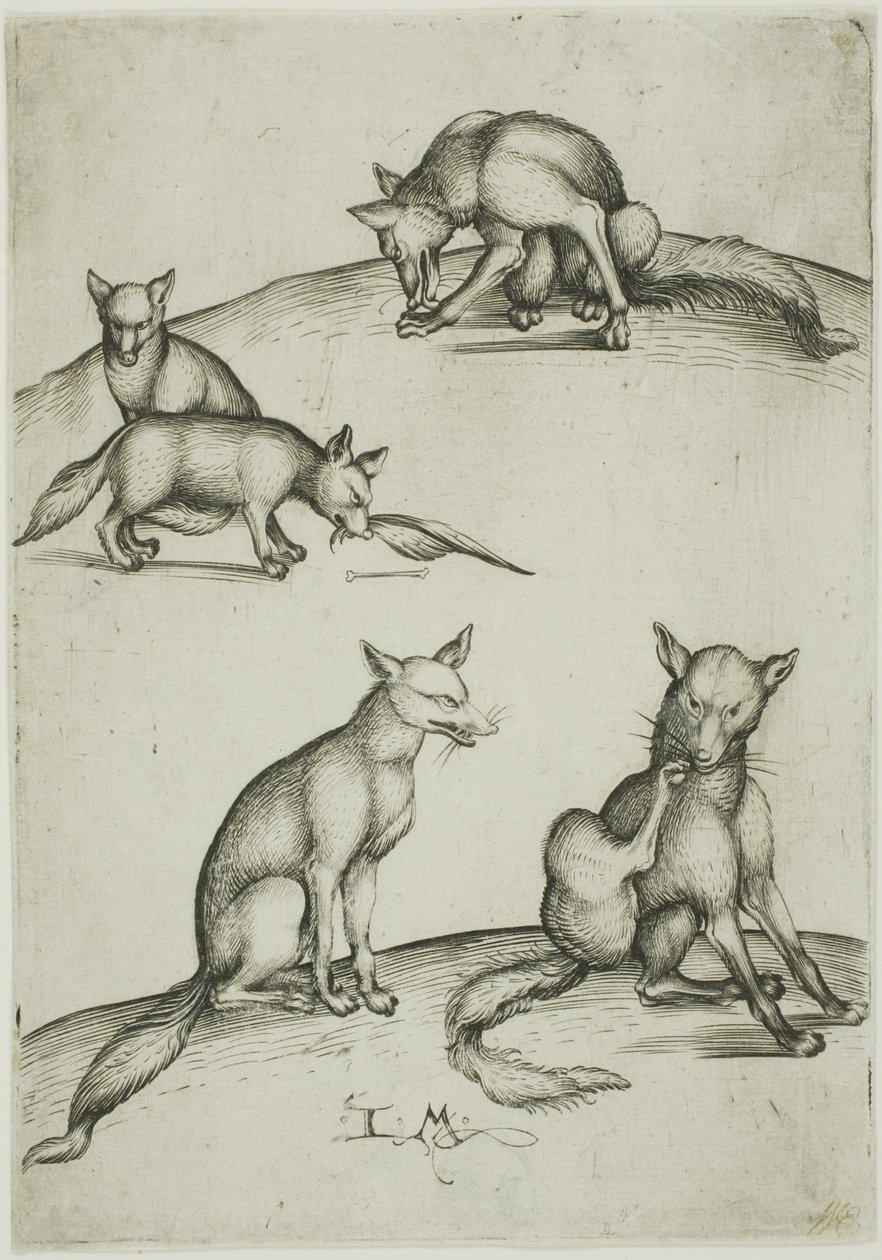 Los cinco zorros de Israhel van Meckenem the younger