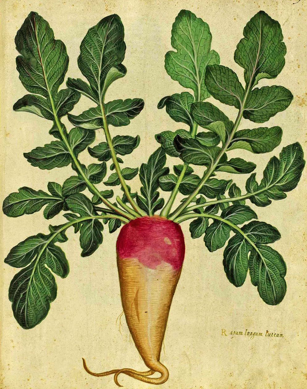 Nabo Largo por Ulisse Aldrovandi (1522 – 1605) placa publicada en Piante Fiori Frutti de Italian School