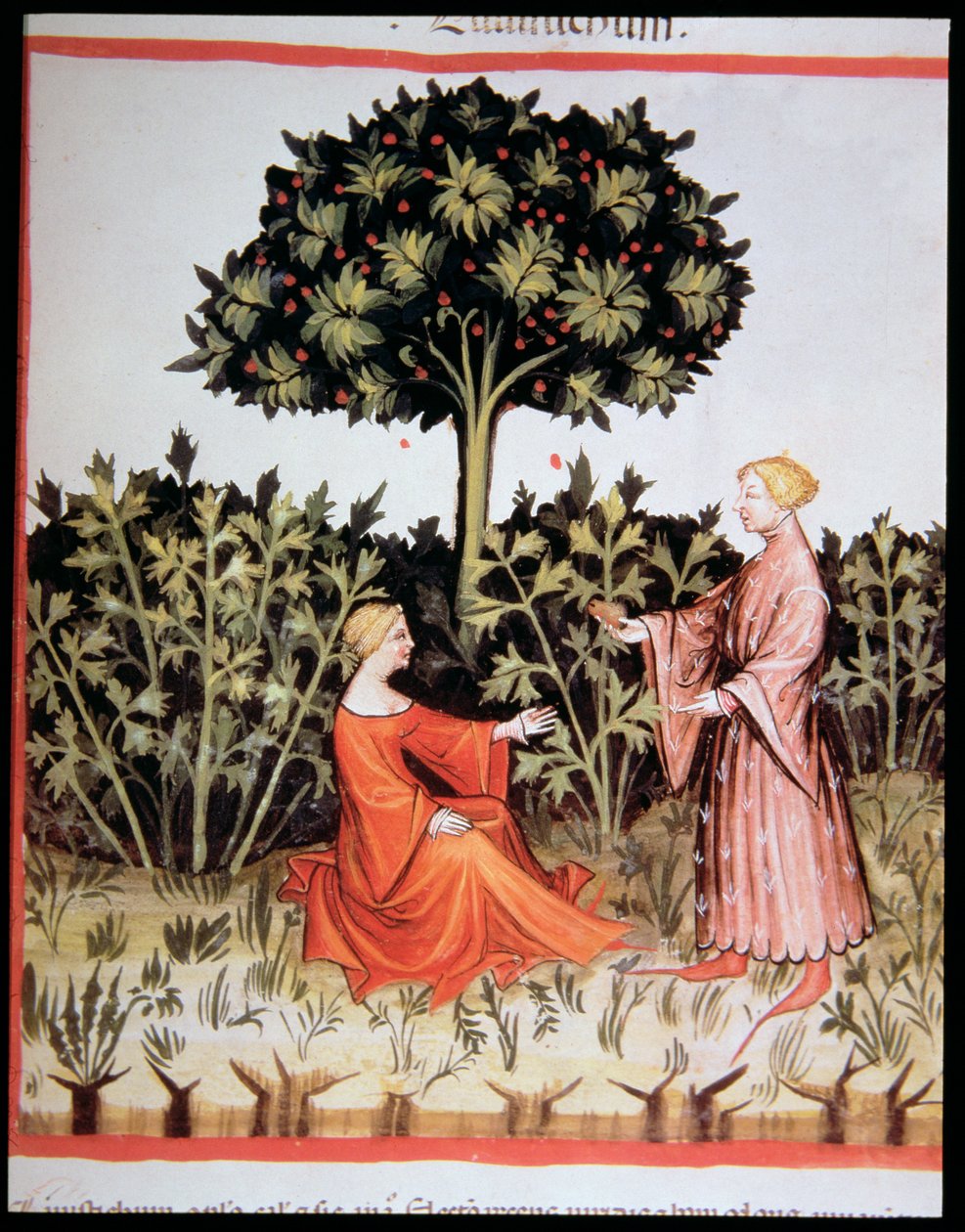 Nova 2644 fol. 36r Recolectando apio nabo, del Tacuinum Sanitatis Codex Vindobonensis de Italian School