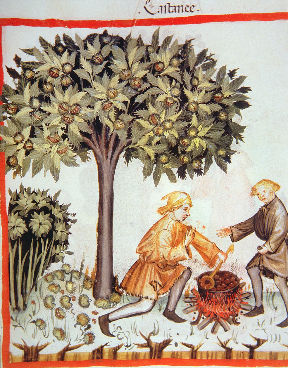 Nova 2644 fol.17r Cosecha y cocción de castañas, del Tacuinum Sanitatis Codex Vindobonensis de Italian School