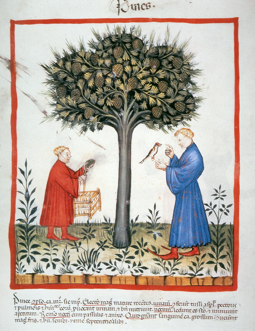 Recolección de piñas, Tacuinum Sanitatis de Italian School