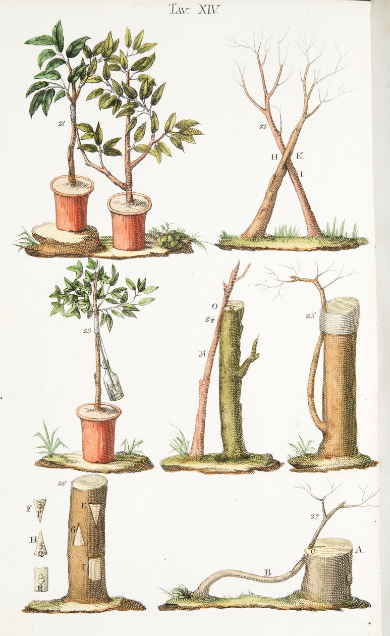 Varios ejemplos de injerto de árboles frutales, Placa XIII, de LAntotrofia Ossia La Coltivazione DeFiori por Antonio Piccioli, pub.1834 de Italian School