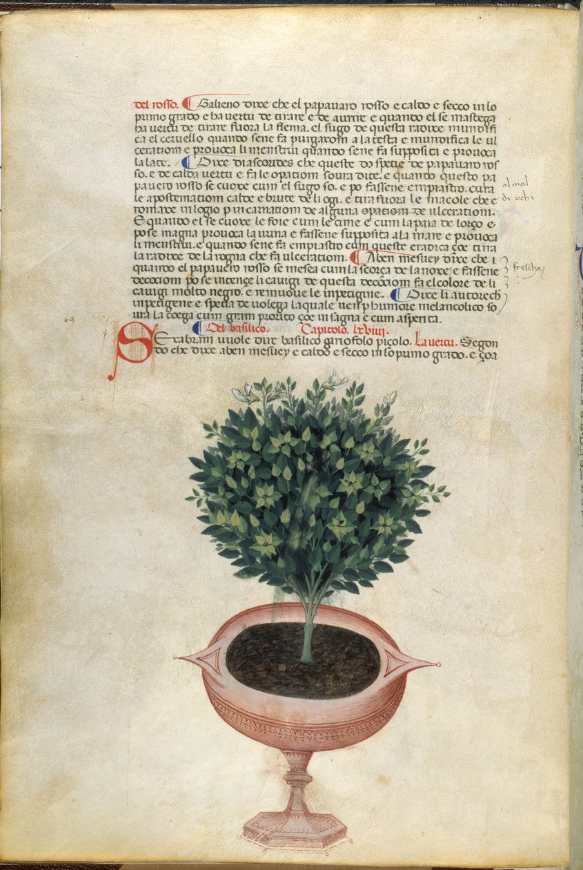 Una planta de albahaca en una maceta, ilustración de la "Hierba de Carrara", Padua, c.1400 (pluma y tinta con oro sobre papel) de Italian School