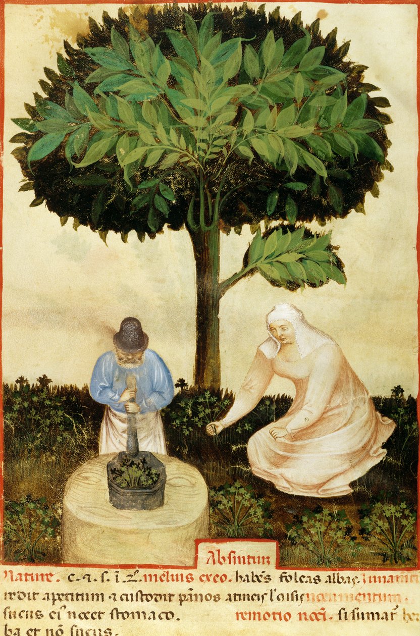 Absenta, de un manuscrito sobre "Las propiedades de varios productos" de Abul Qasim Kalaf ibn al-Abbas al Zahrawi (Abulcasis) (936-1013) (vitela) de Italian School