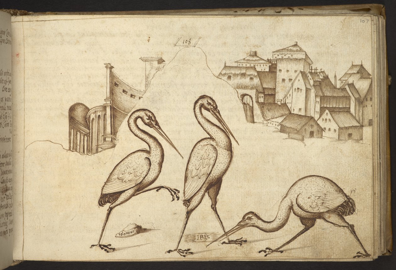 Agregar. 82955, f.107   Ibis (