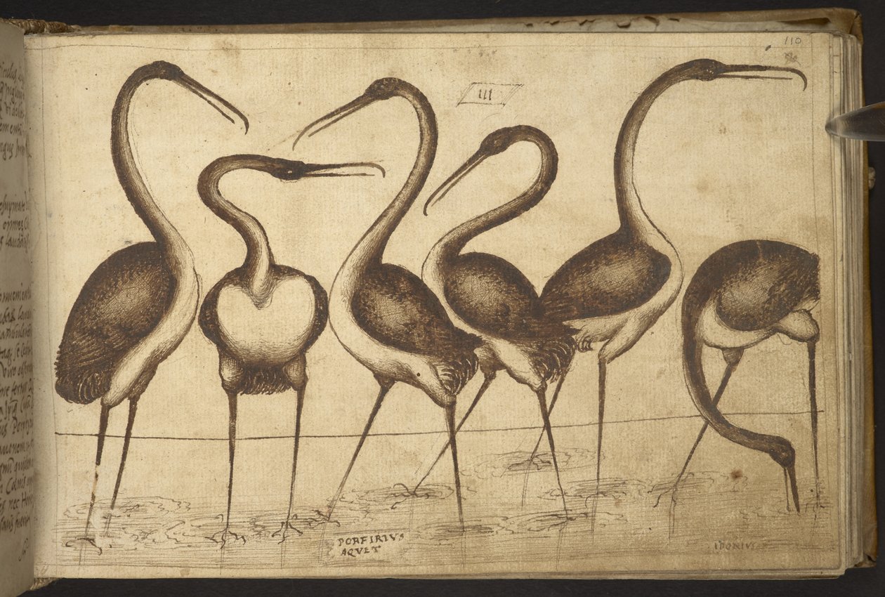 Agregar. 82955, f.110 Aves.   , de Historia Animalium, (que consta de 245 dibujos a pluma y tinta de diferentes especies de animales y criaturas míticas, cada uno acompañado de una descripción).    1595 de Italian School