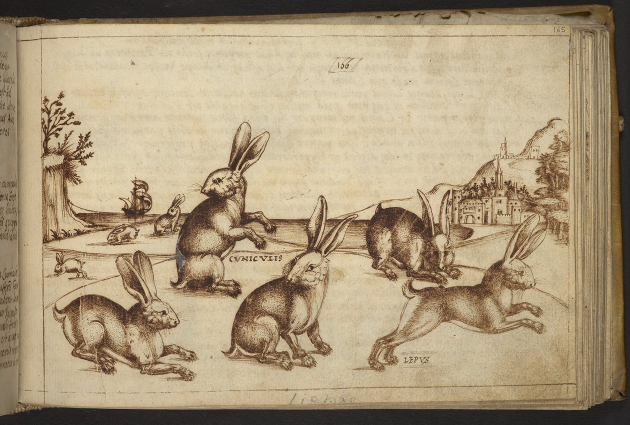 Agregar. 82955, f.165 Conejos (