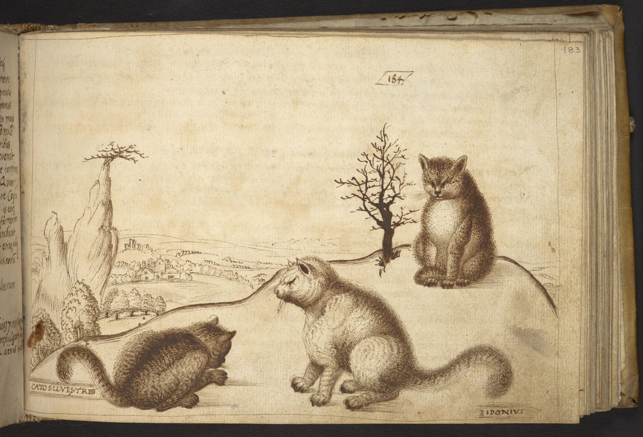 Agregar. 82955, f.183 Gatos salvajes (