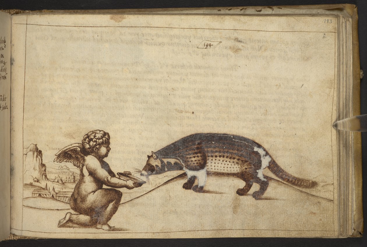 Agregar. 82955, f.193   Querubín y una criatura.  , de Historia Animalium, (que consta de 245 dibujos a pluma y tinta de diferentes especies de animales y criaturas míticas, cada uno acompañado de una descripción).    1595 de Italian School