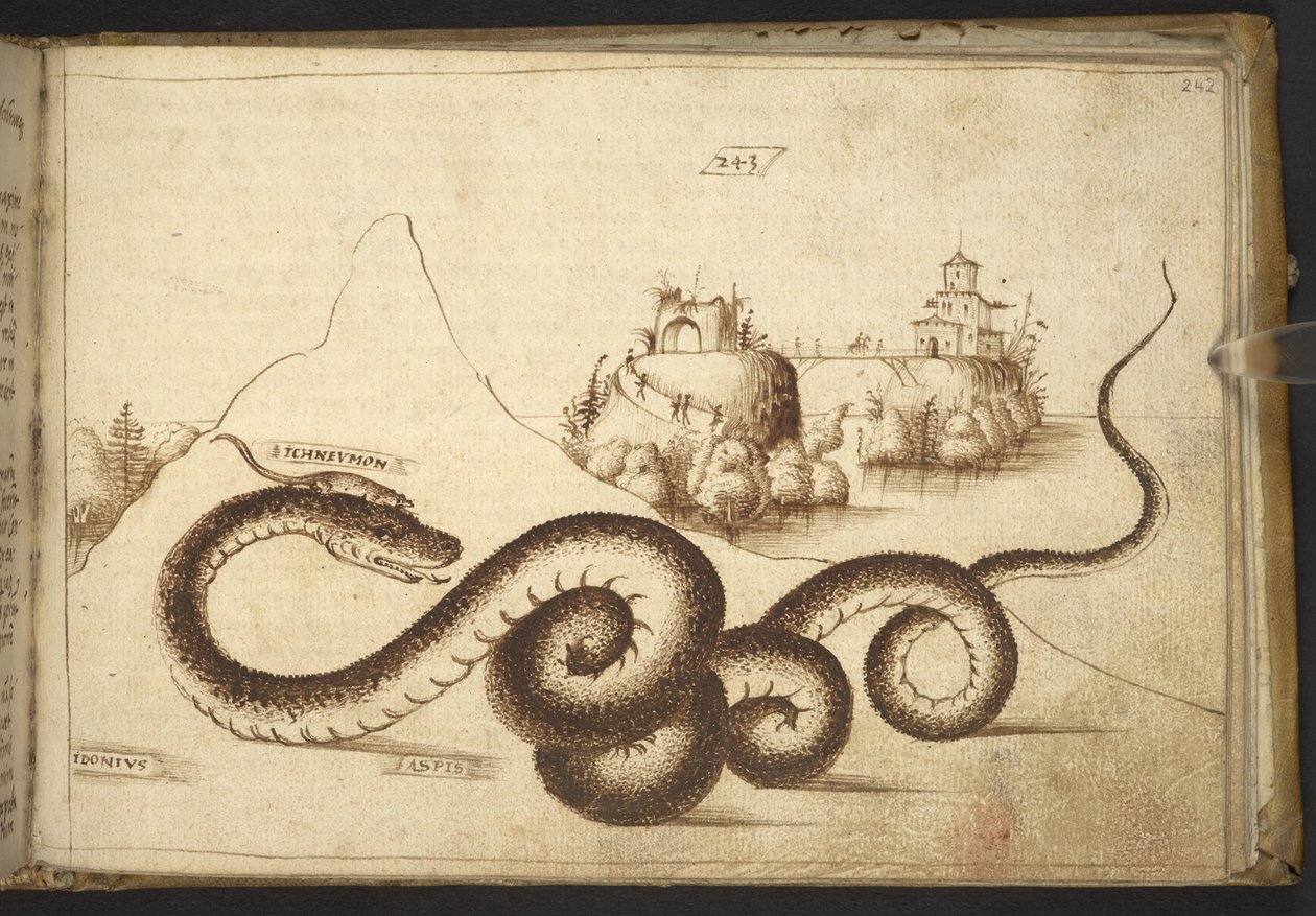 Agregar. 82955, f.242 Una serpiente (