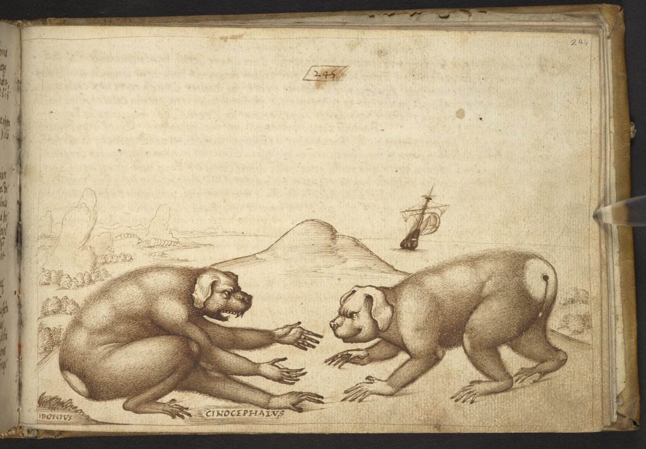 Agregar. 82955, f.244 Peleas de criaturas parecidas a perros (