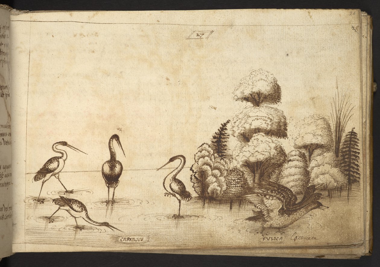 Agregar. 82955, f.26 Aves zancudas (