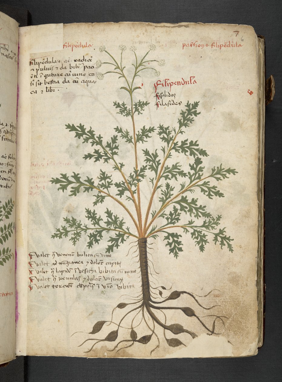 Añadir MS 41623 "A herbal", Belluno (tinta y color sobre vitela) de Italian School