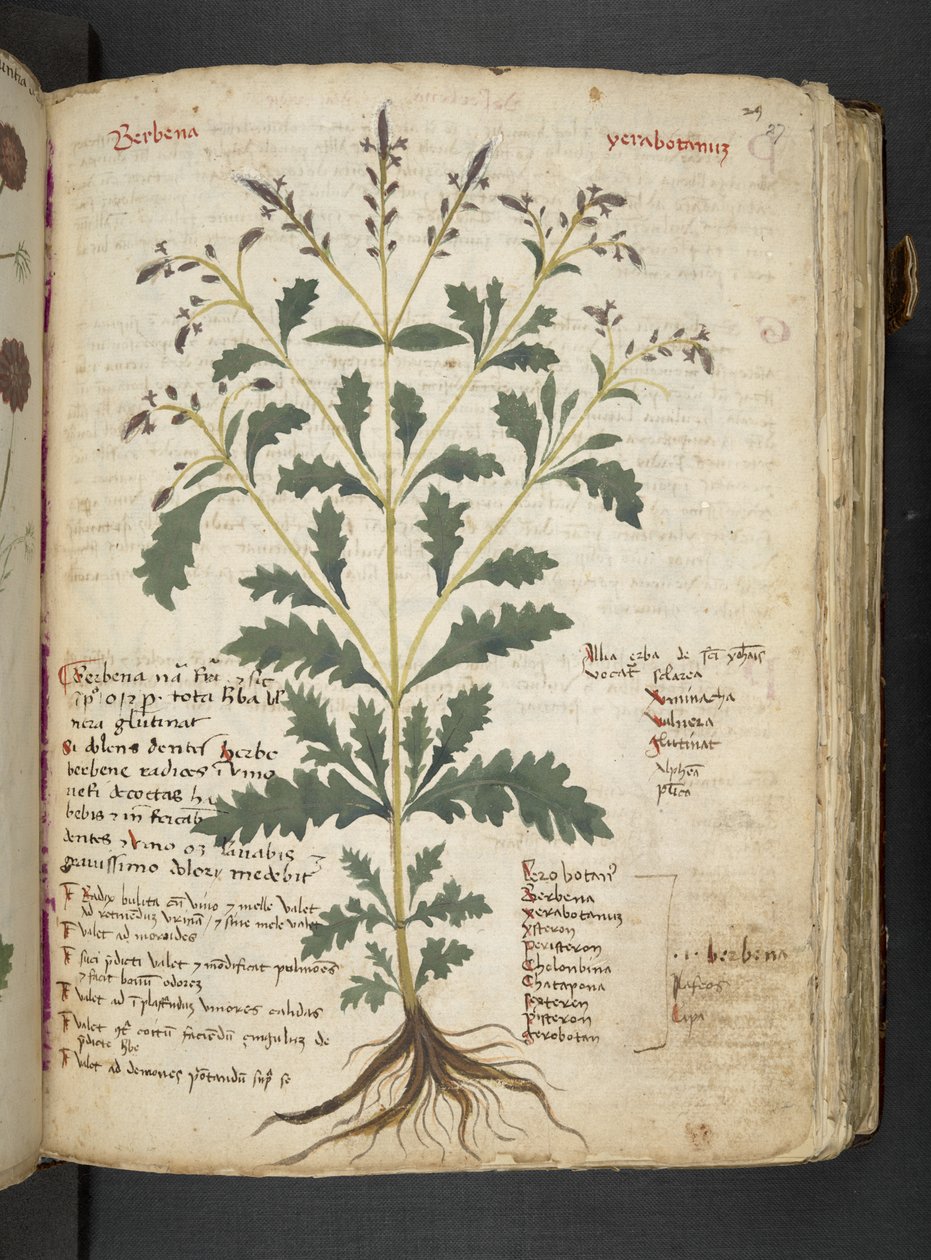 Añadir MS 41623 "A herbal", Belluno (tinta y color sobre vitela) de Italian School