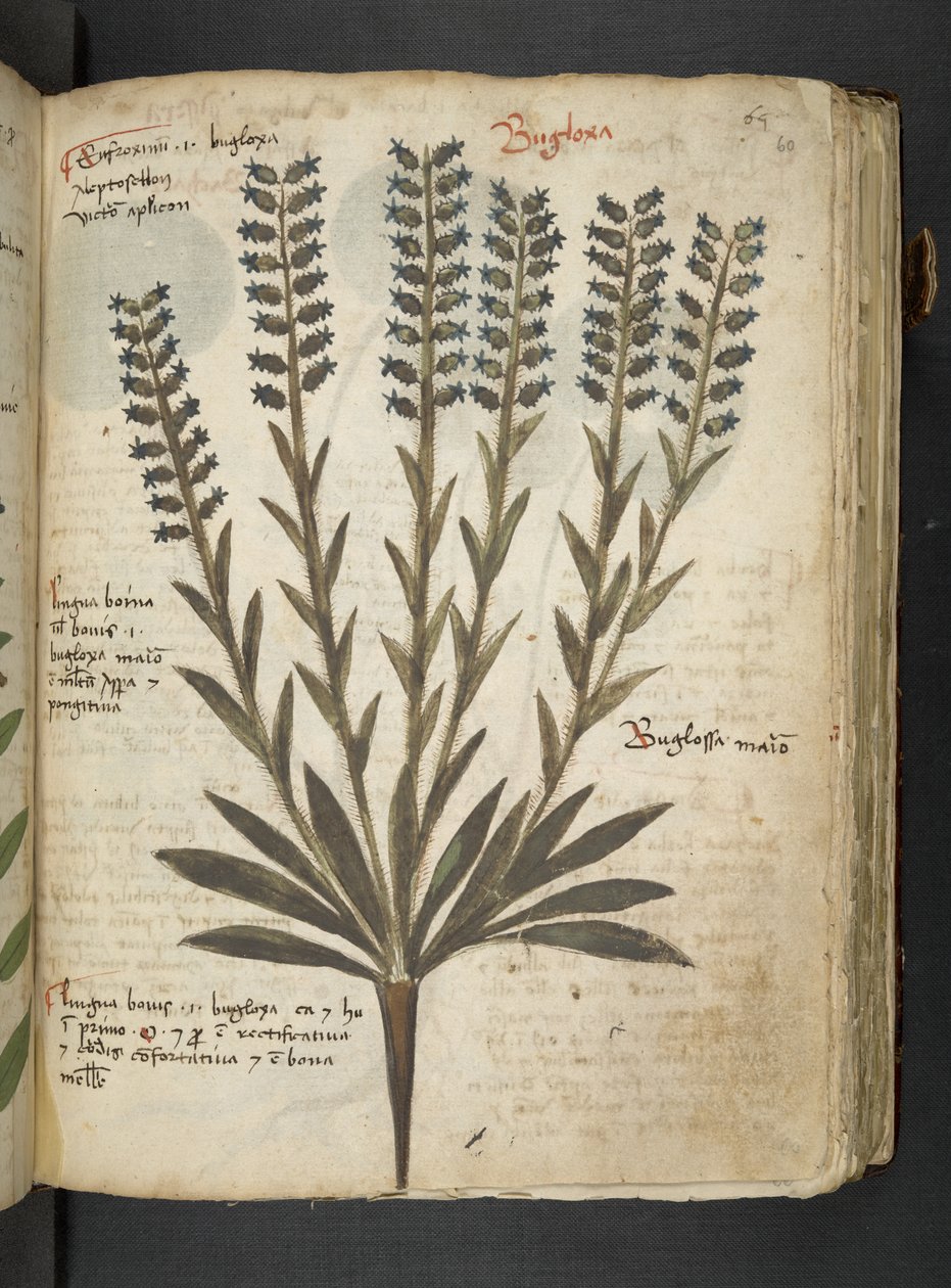 Añadir MS 41623 "A herbal", Belluno (tinta y color sobre vitela) de Italian School