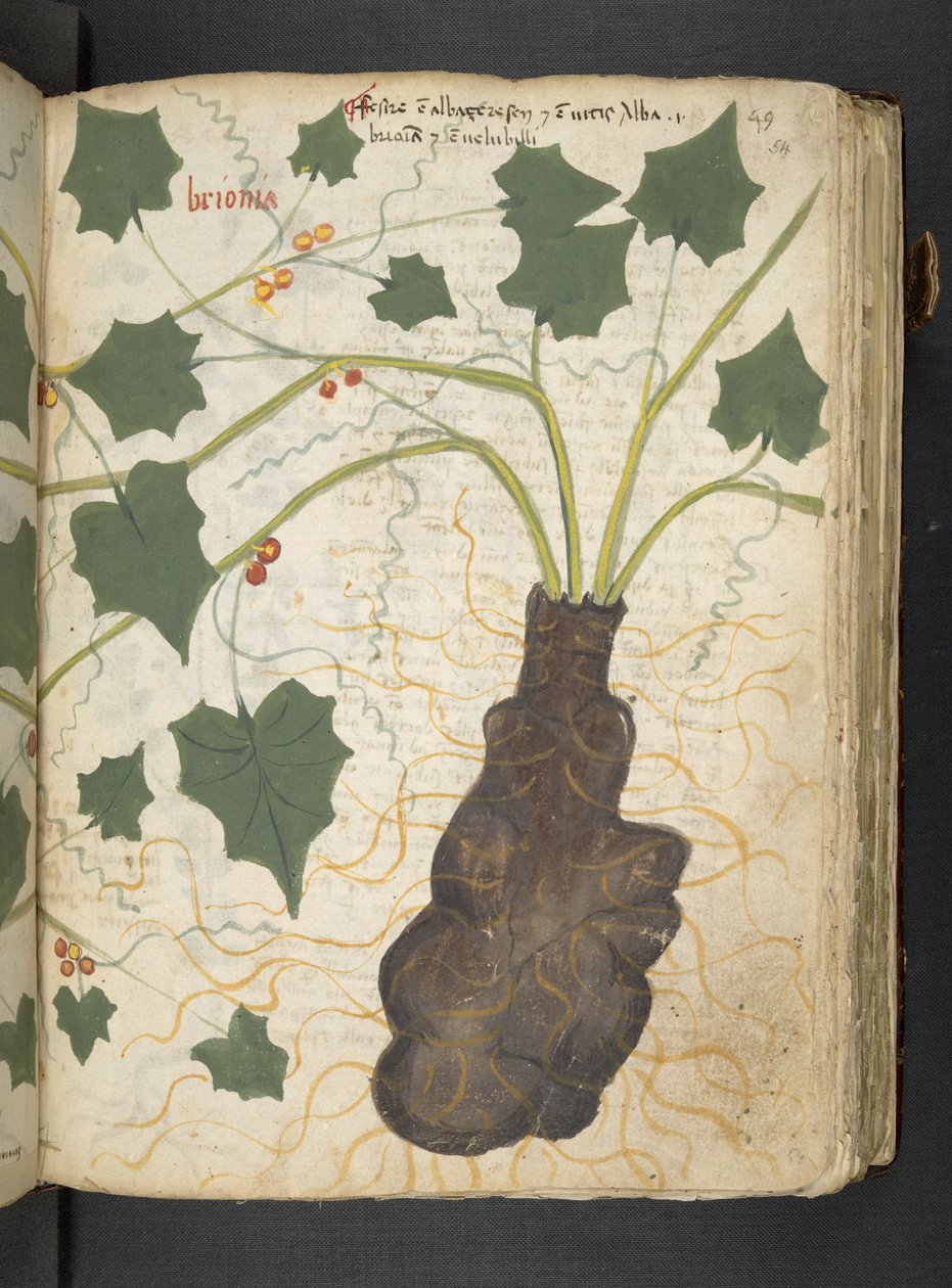 Añadir MS 41623 "A herbal", Belluno (tinta y color sobre vitela) de Italian School