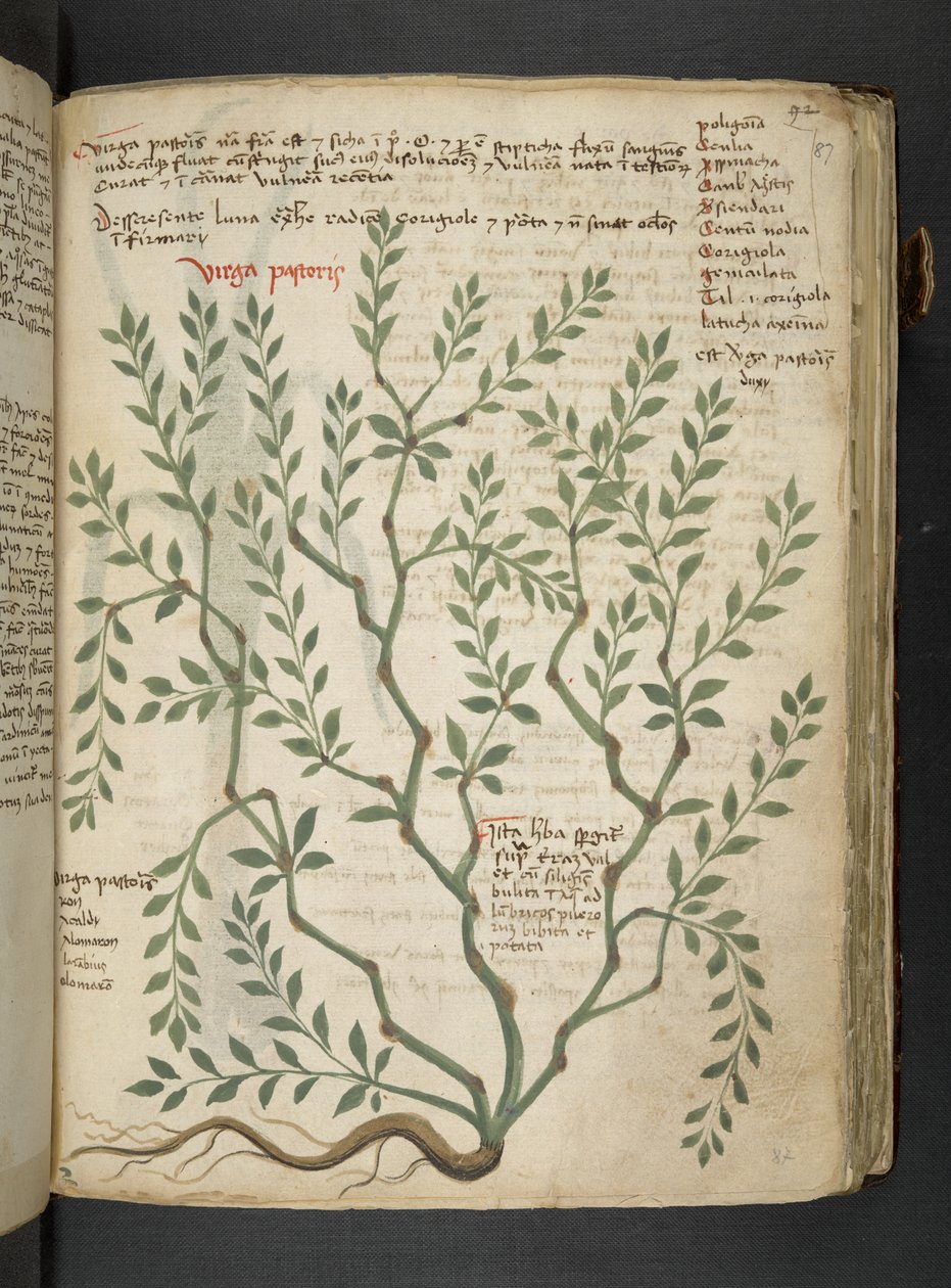 Añadir MS 41623 "A herbal", Belluno (tinta y color sobre vitela) de Italian School