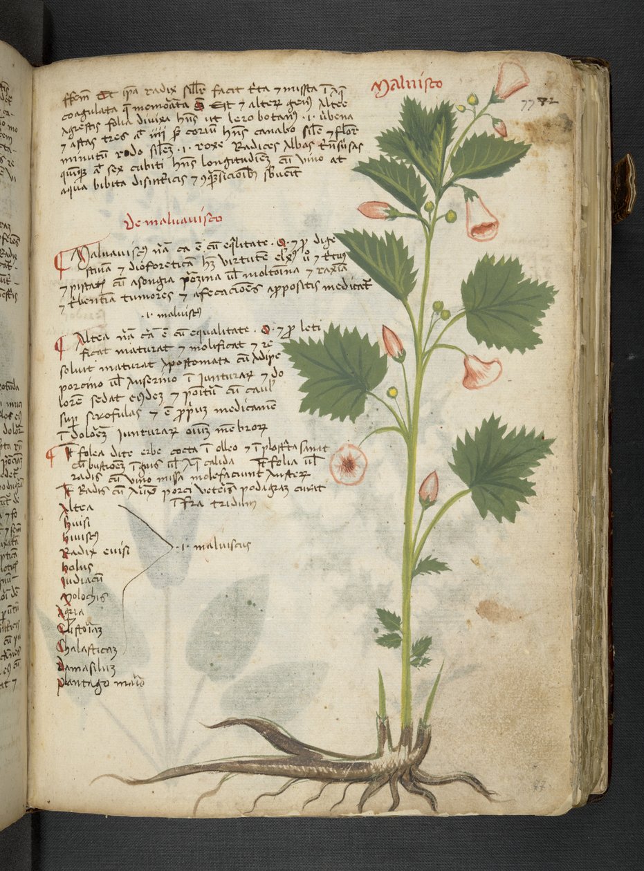 Añadir MS 41623 "A herbal", Belluno (tinta y color sobre vitela) de Italian School