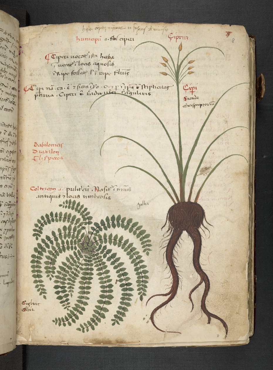 Añadir MS 41623 "A herbal", Belluno (tinta y color sobre vitela) de Italian School