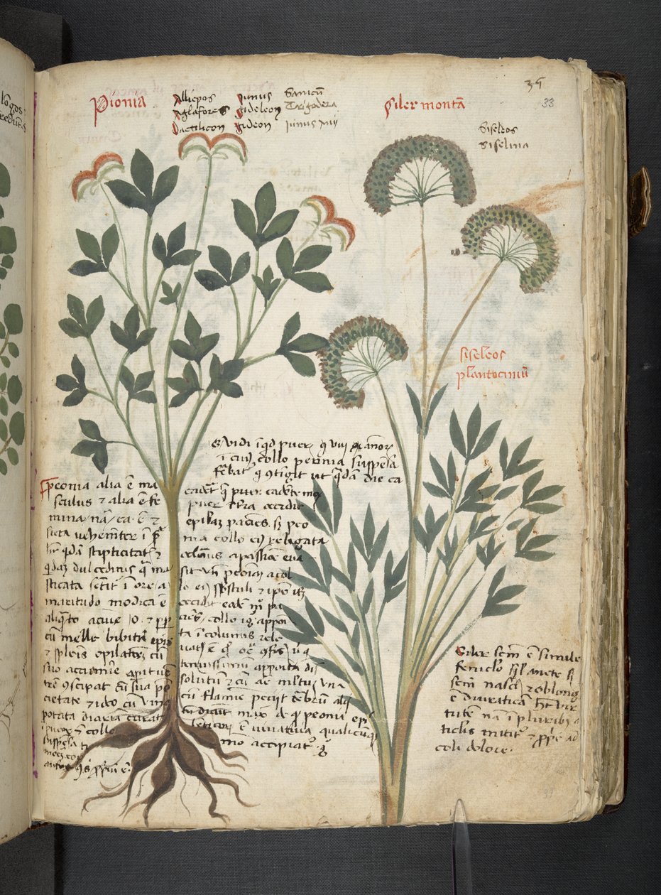 Añadir MS 41623 "A herbal", Belluno (tinta y color sobre vitela) de Italian School