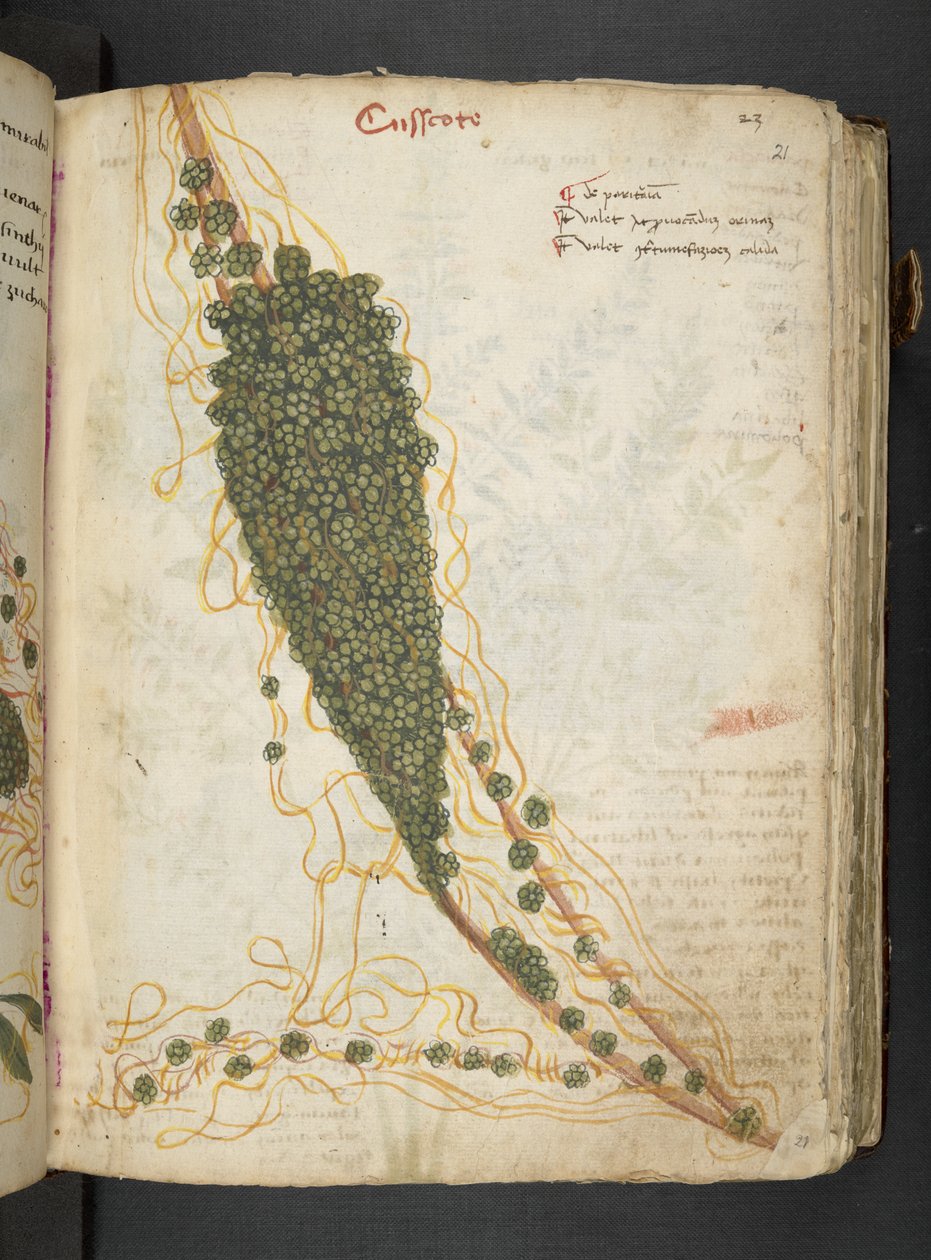 Añadir MS 41623 "A herbal", Belluno (tinta y color sobre vitela) de Italian School