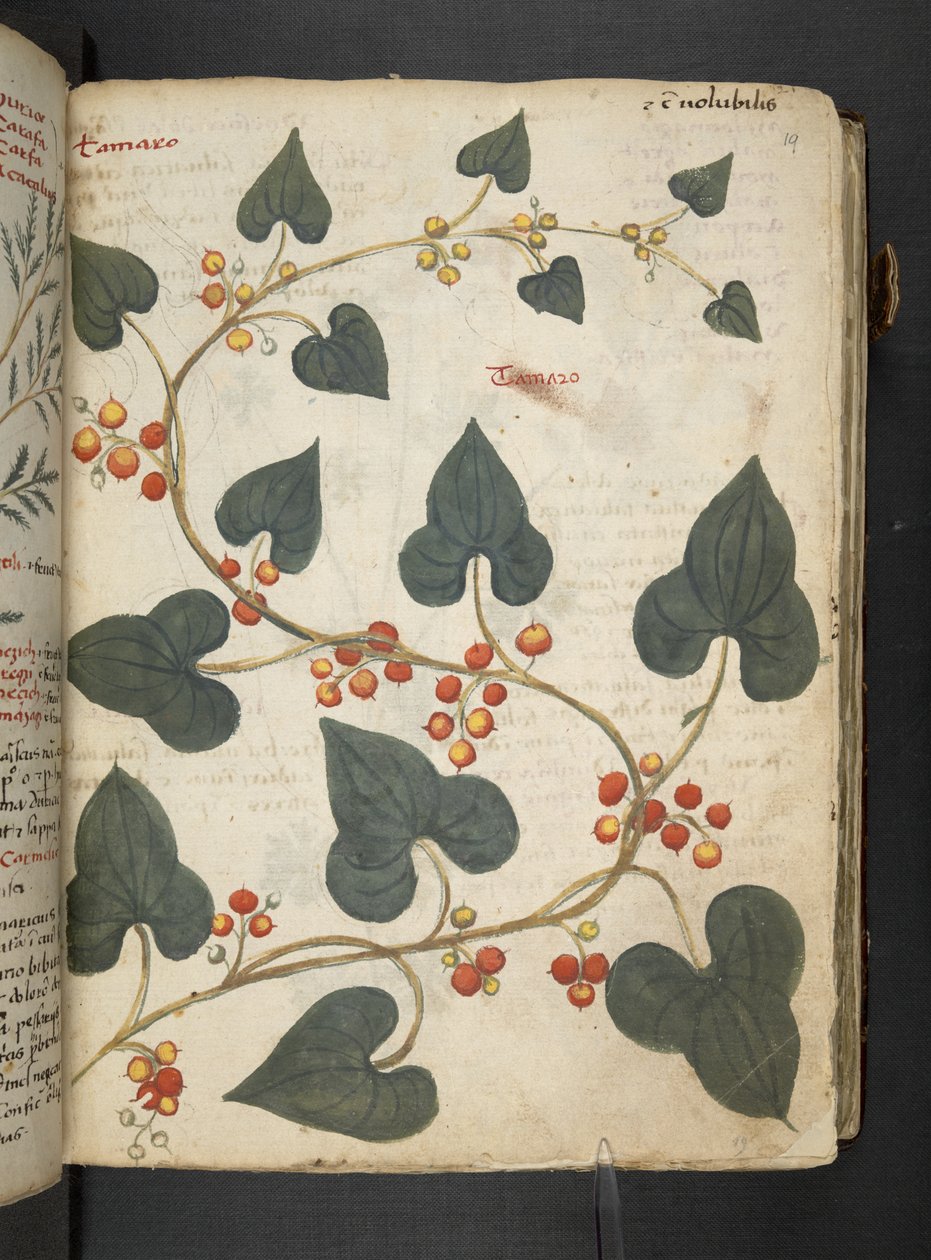 Añadir MS 41623 "A herbal", Belluno (tinta y color sobre vitela) de Italian School