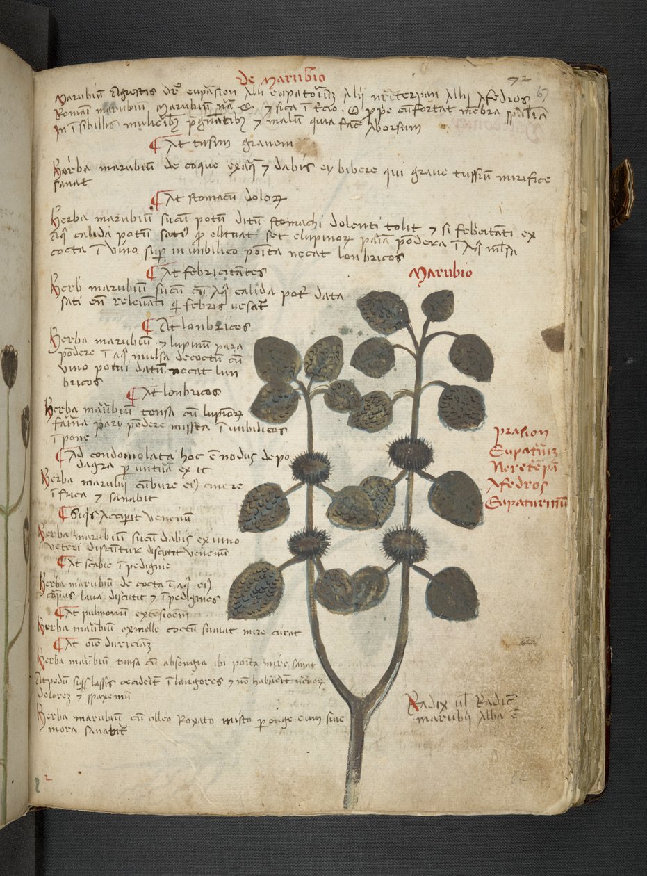 Añadir MS 41623 "A herbal", Belluno (tinta y color sobre vitela) de Italian School