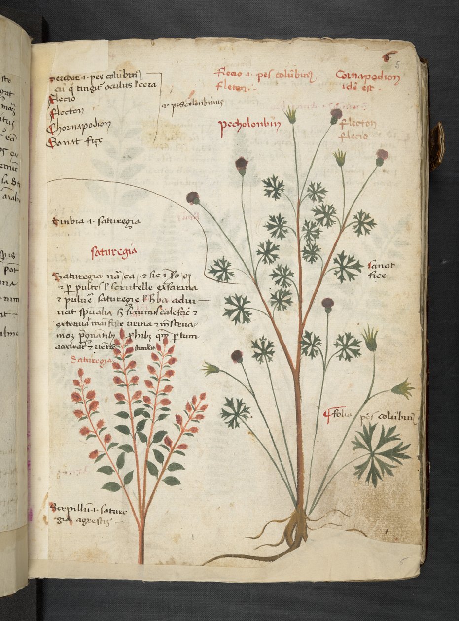 Añadir MS 41623 "A herbal", Belluno (tinta y color sobre vitela) de Italian School
