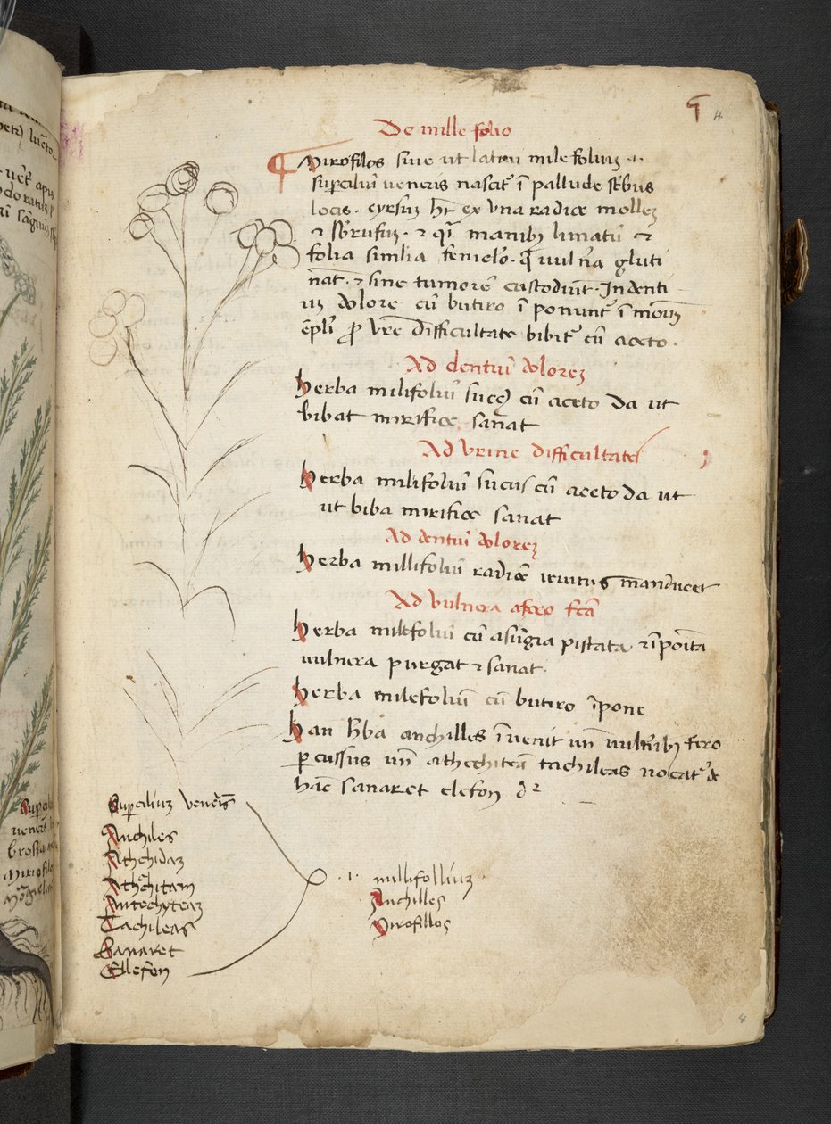 Añadir MS 41623 "A herbal", Belluno (tinta y color sobre vitela) de Italian School