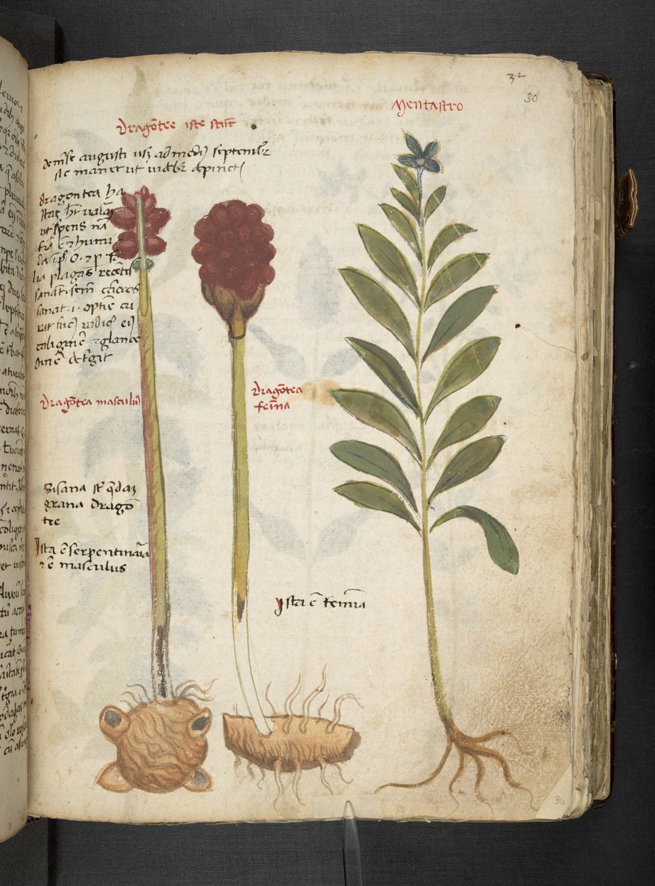 Añadir MS 41623 "A herbal", Belluno (tinta y color sobre vitela) de Italian School