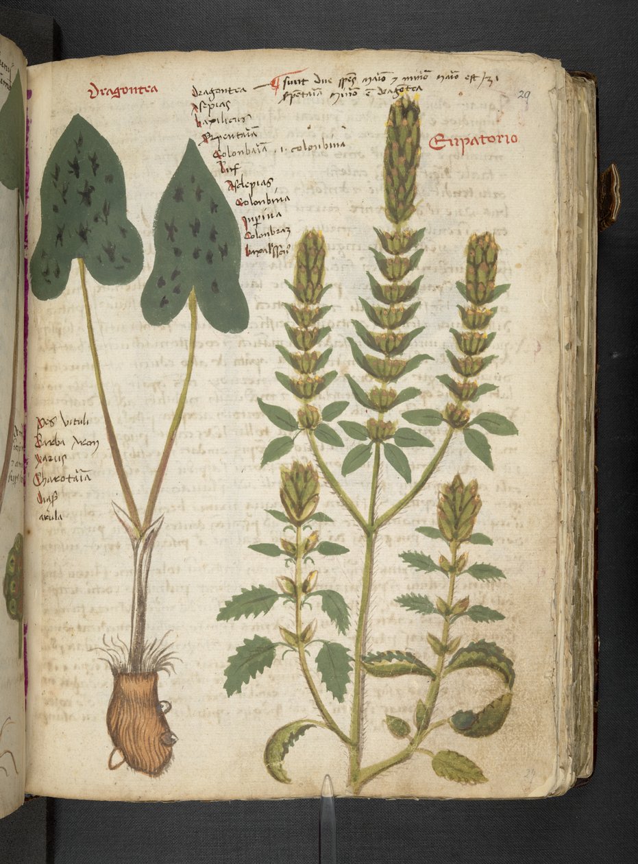 Añadir MS 41623 "A herbal", Belluno (tinta y color sobre vitela) de Italian School