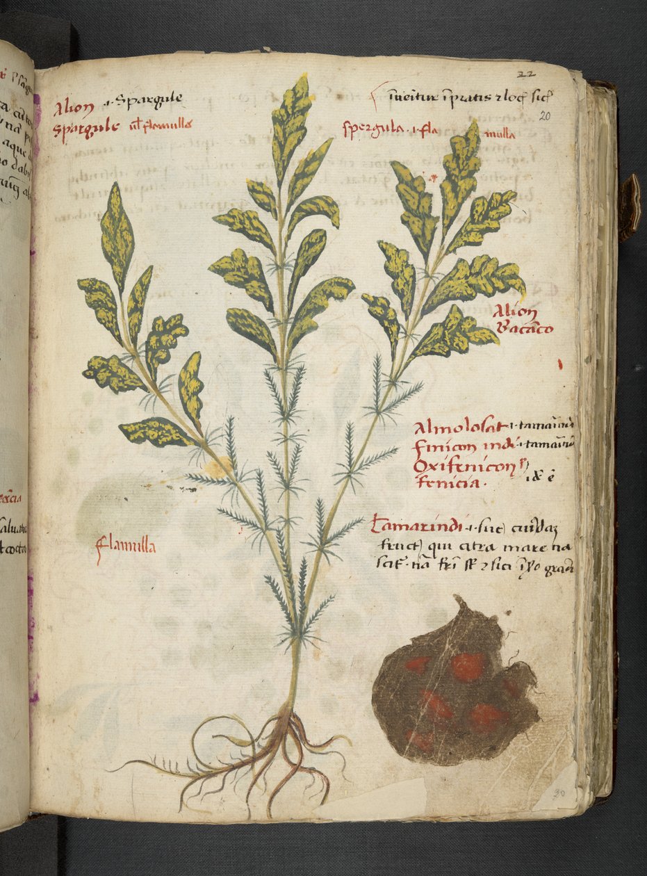 Añadir MS 41623 "A herbal", Belluno (tinta y color sobre vitela) de Italian School