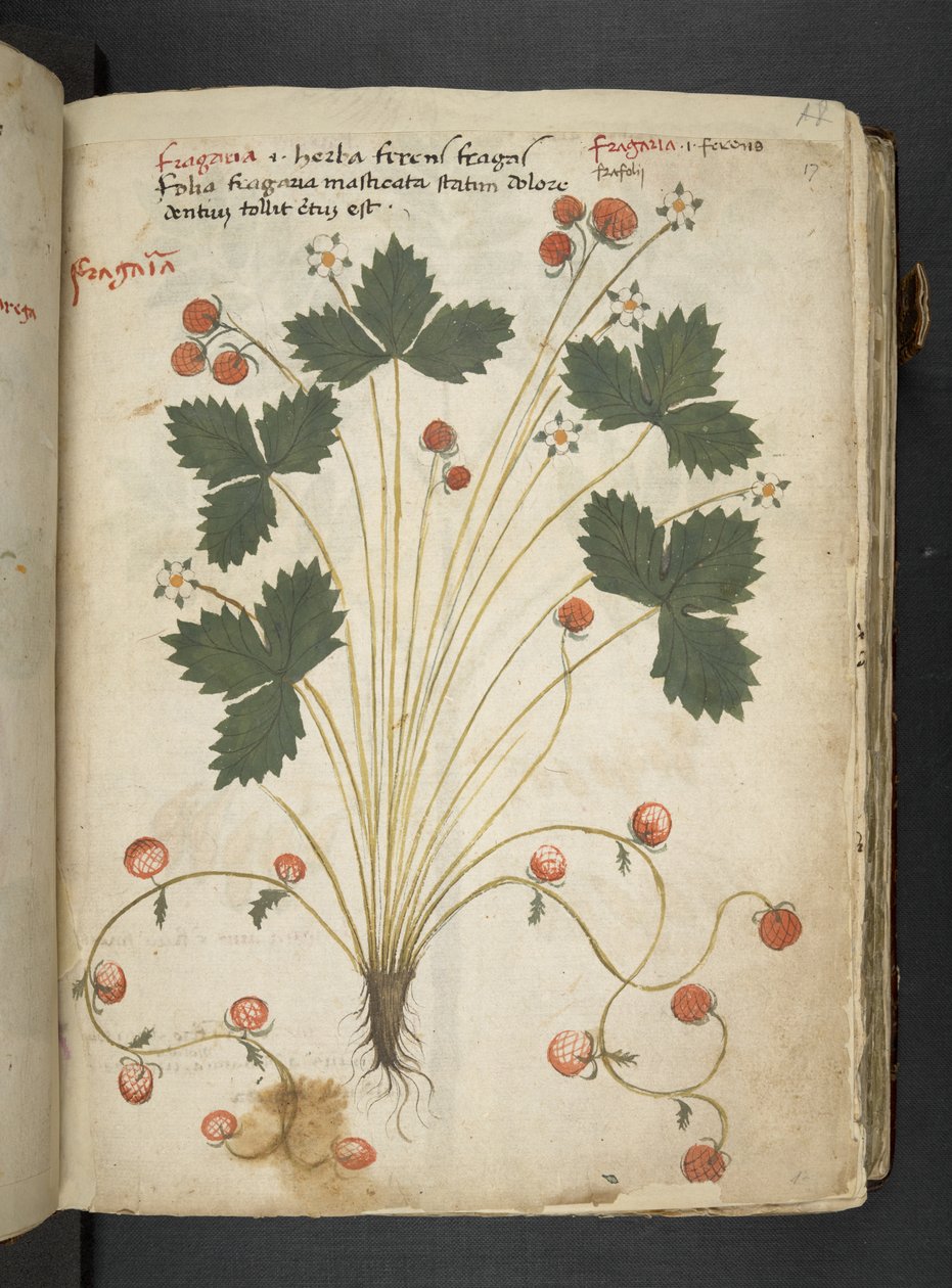 Añadir MS 41623 "A herbal", Belluno (tinta y color sobre vitela) de Italian School