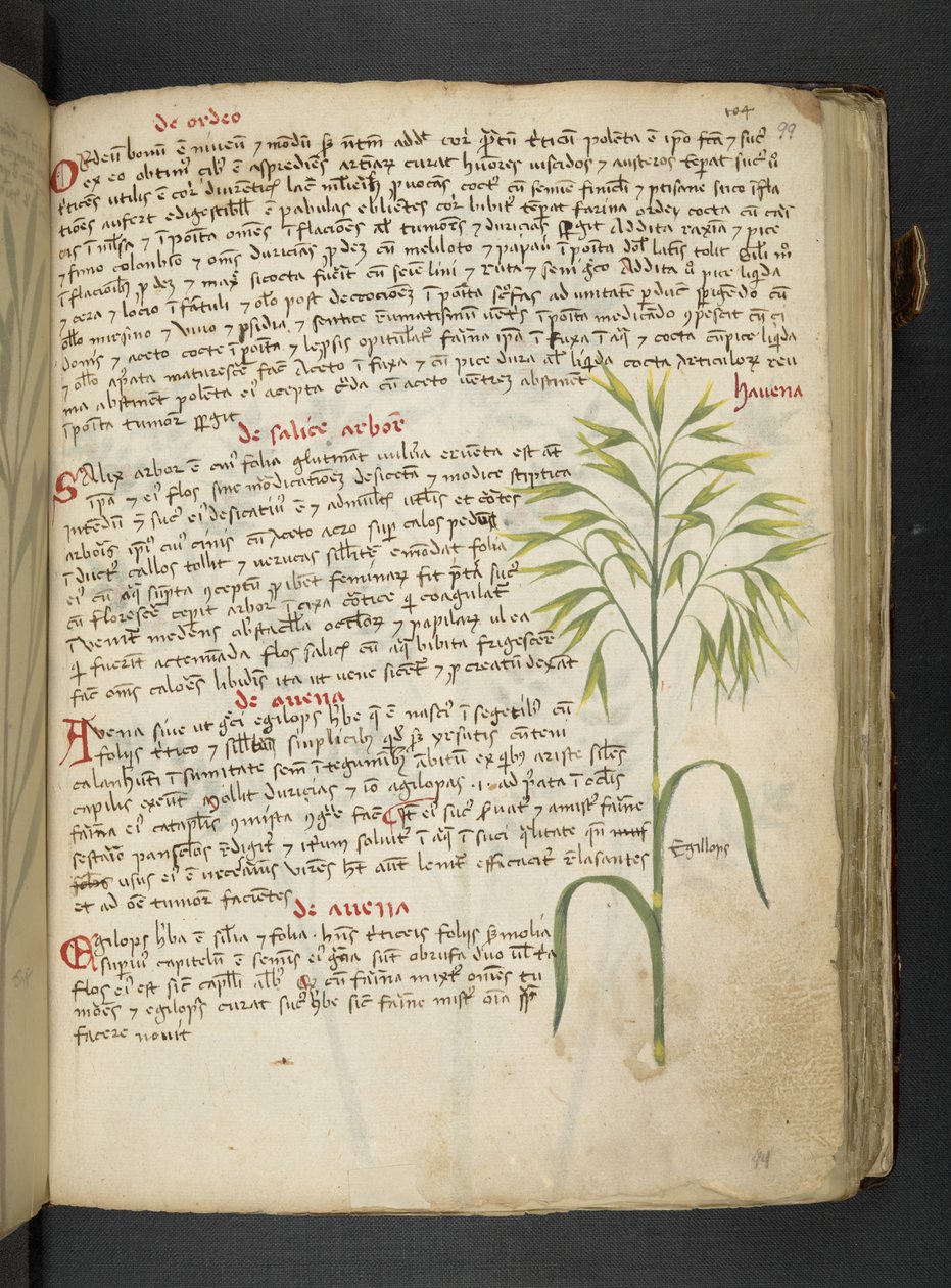 Añadir MS 41623 "A herbal", Belluno (tinta y color sobre vitela) de Italian School
