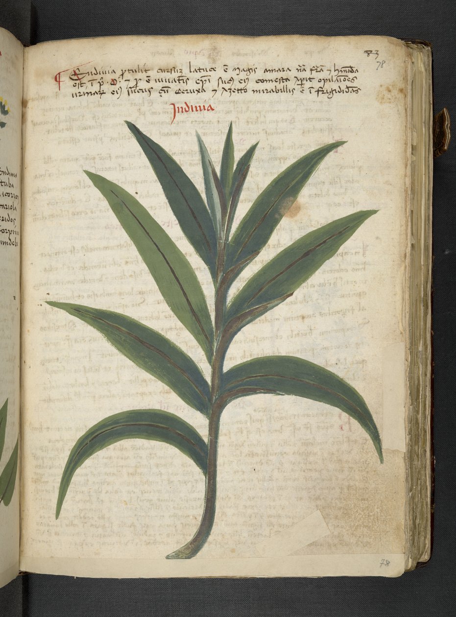 Añadir MS 41623 "A herbal", Belluno (tinta y color sobre vitela) de Italian School