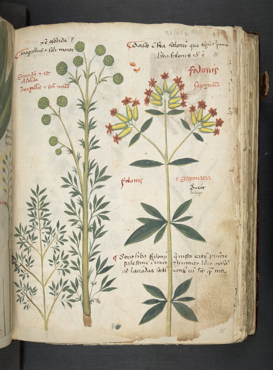 Añadir MS 41623 "A herbal", Belluno (tinta y color sobre vitela) de Italian School