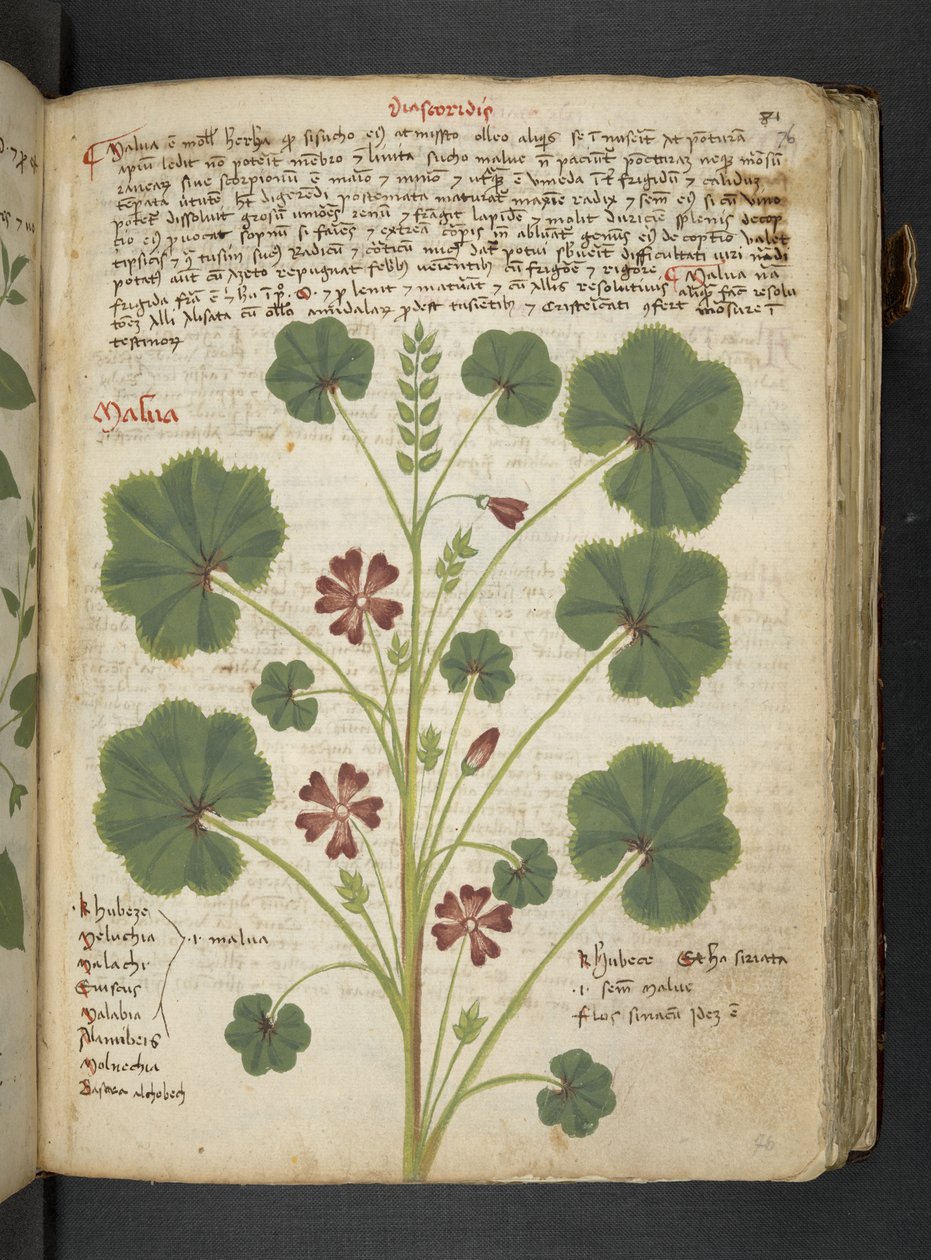 Añadir MS 41623 "A herbal", Belluno (tinta y color sobre vitela) de Italian School