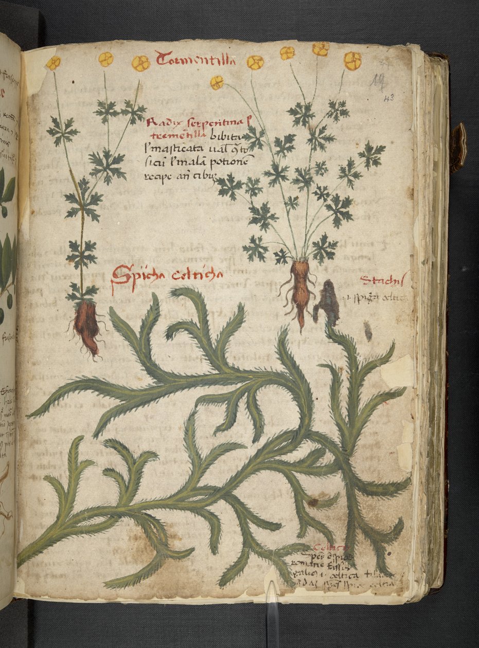 Añadir MS 41623 "A herbal", Belluno (tinta y color sobre vitela) de Italian School