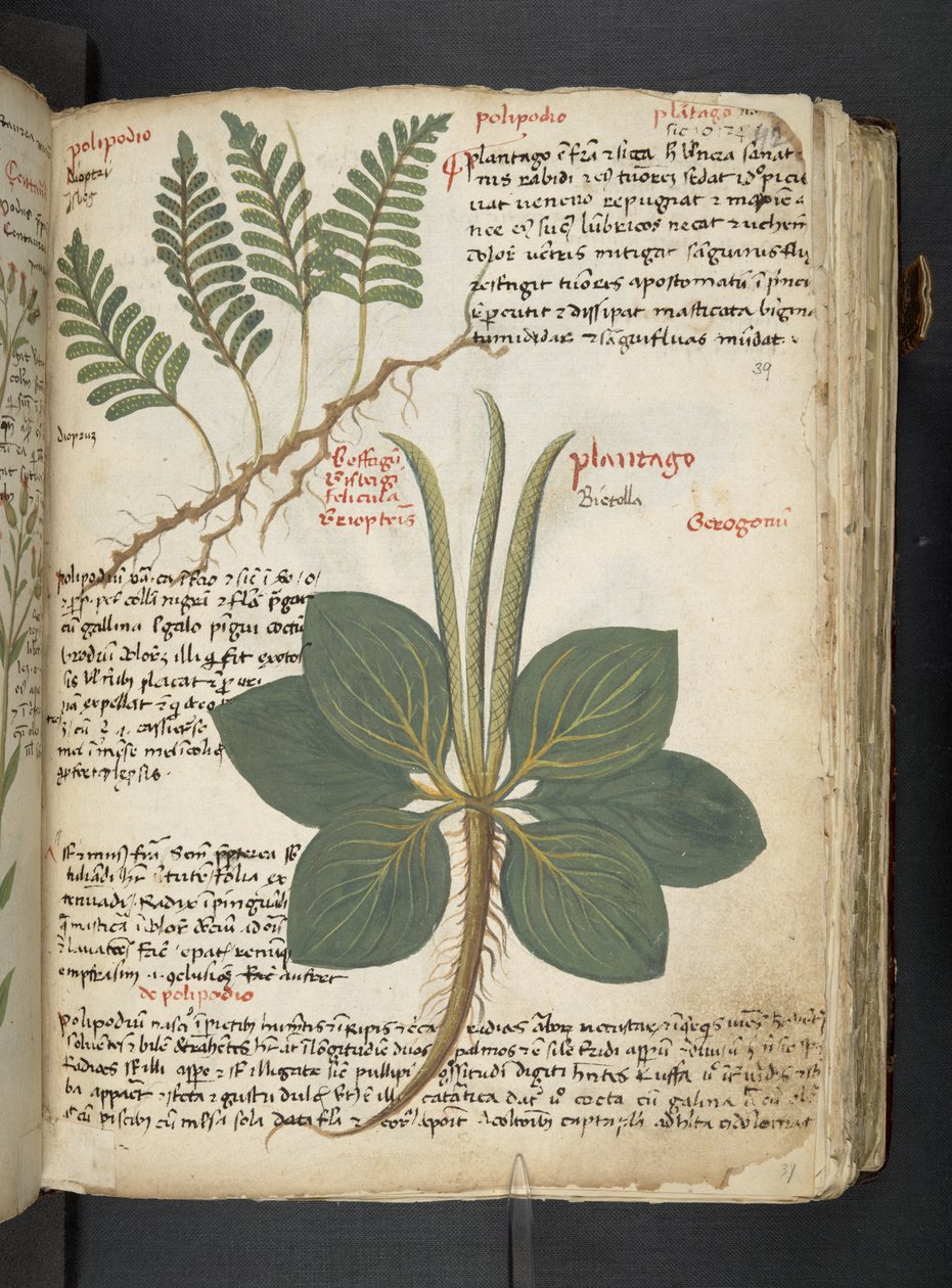 Añadir MS 41623 "A herbal", Belluno (tinta y color sobre vitela) de Italian School