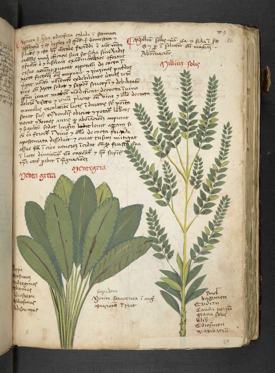 Añadir MS 41623 "A herbal", Belluno (tinta y color sobre vitela) de Italian School