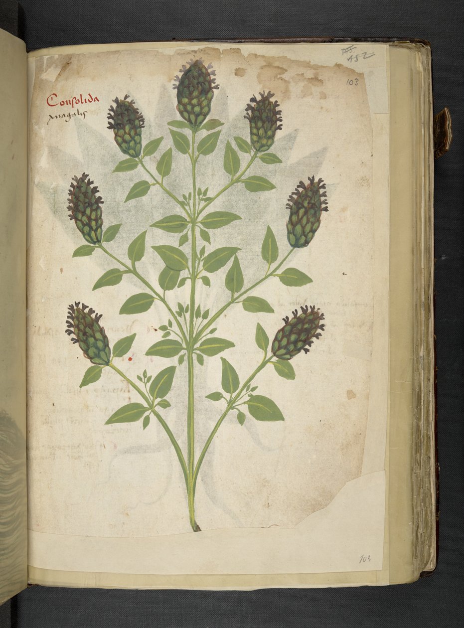 Añadir MS 41623 f.103r Consolida, de "A herbal", Belluno (tinta y color sobre vitela) de Italian School