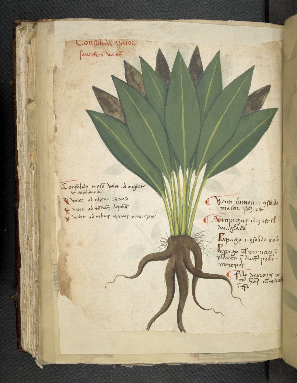 Añadir MS 41623 f.103v Confolida, de "A herbal", Belluno (tinta y color sobre vitela) de Italian School