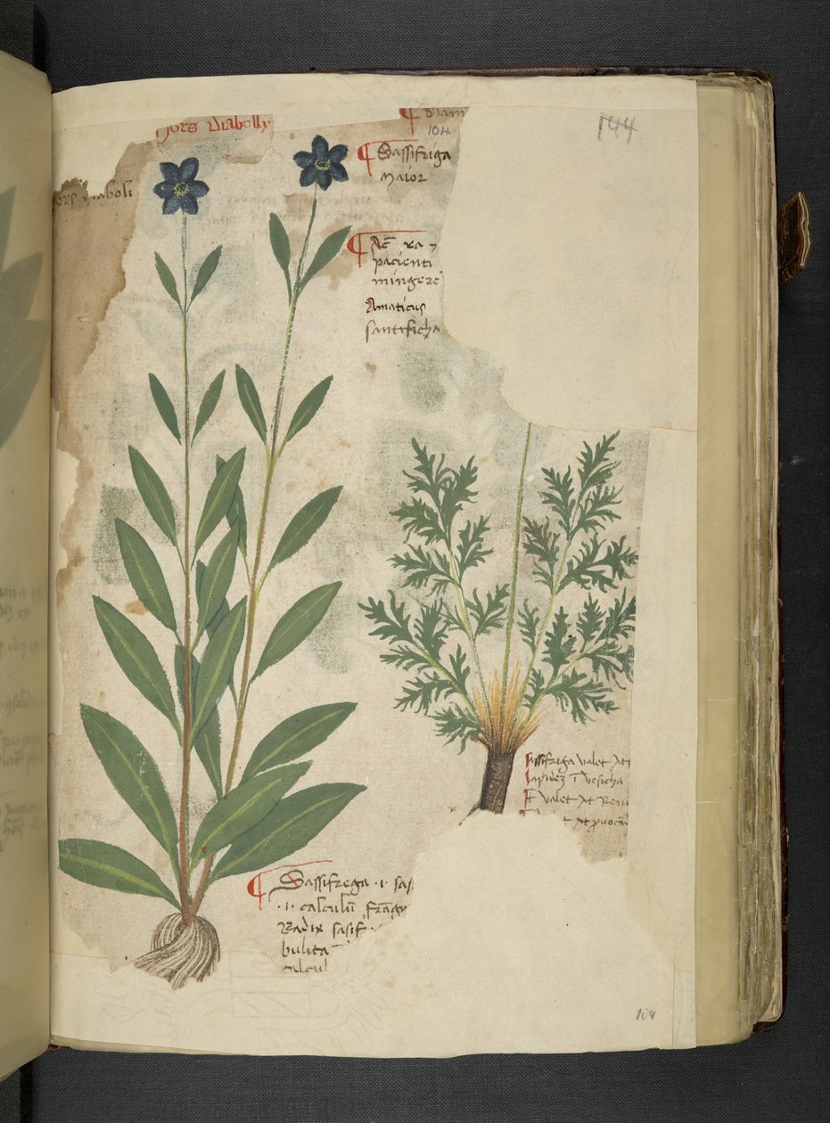 Añadir MS 41623 f.104r Sassifraga, de "A herbal", Belluno (tinta y color sobre vitela) de Italian School