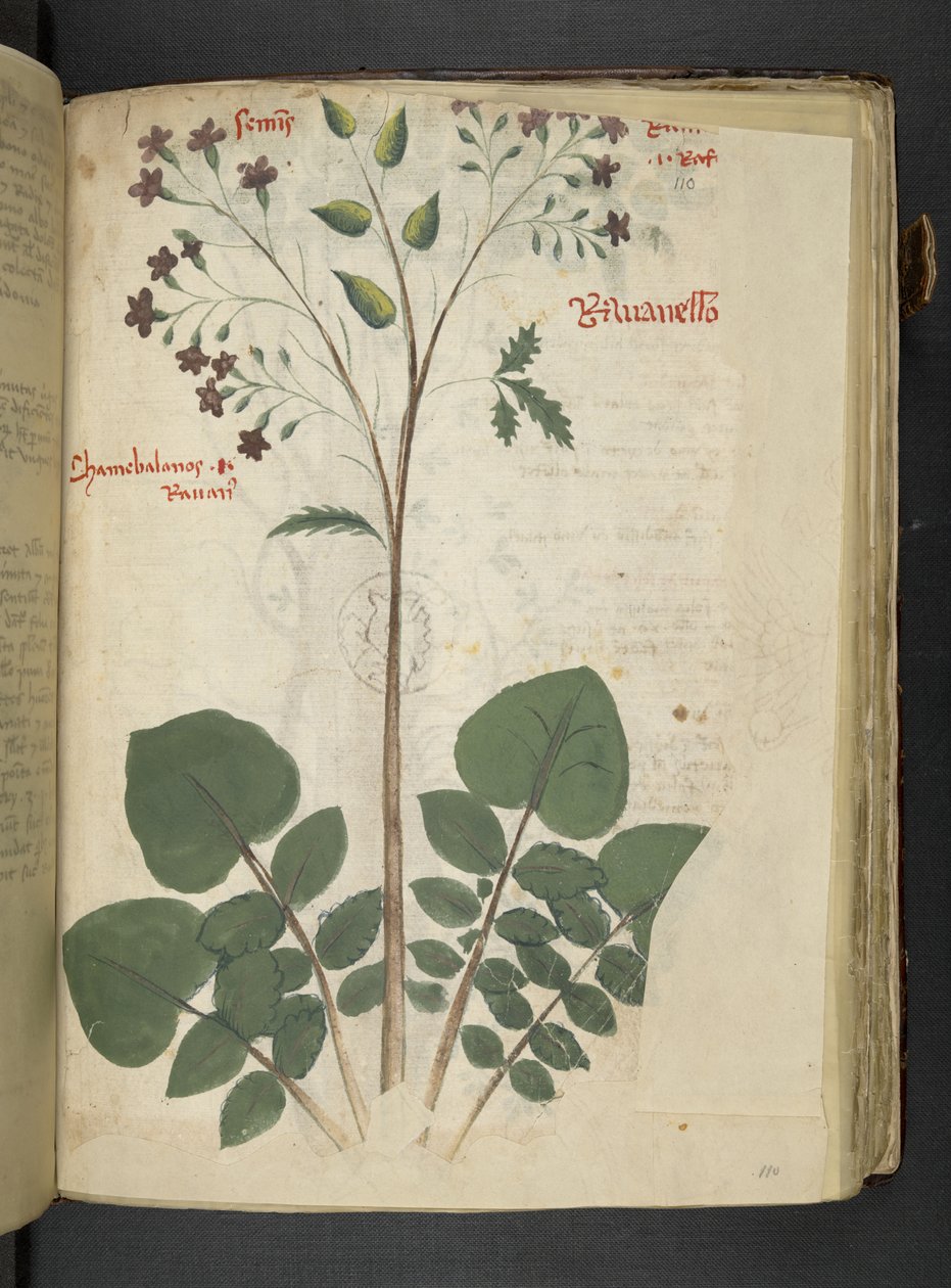 Añadir MS 41623 f.110r "Una hierba", Belluno (tinta y color sobre vitela) de Italian School