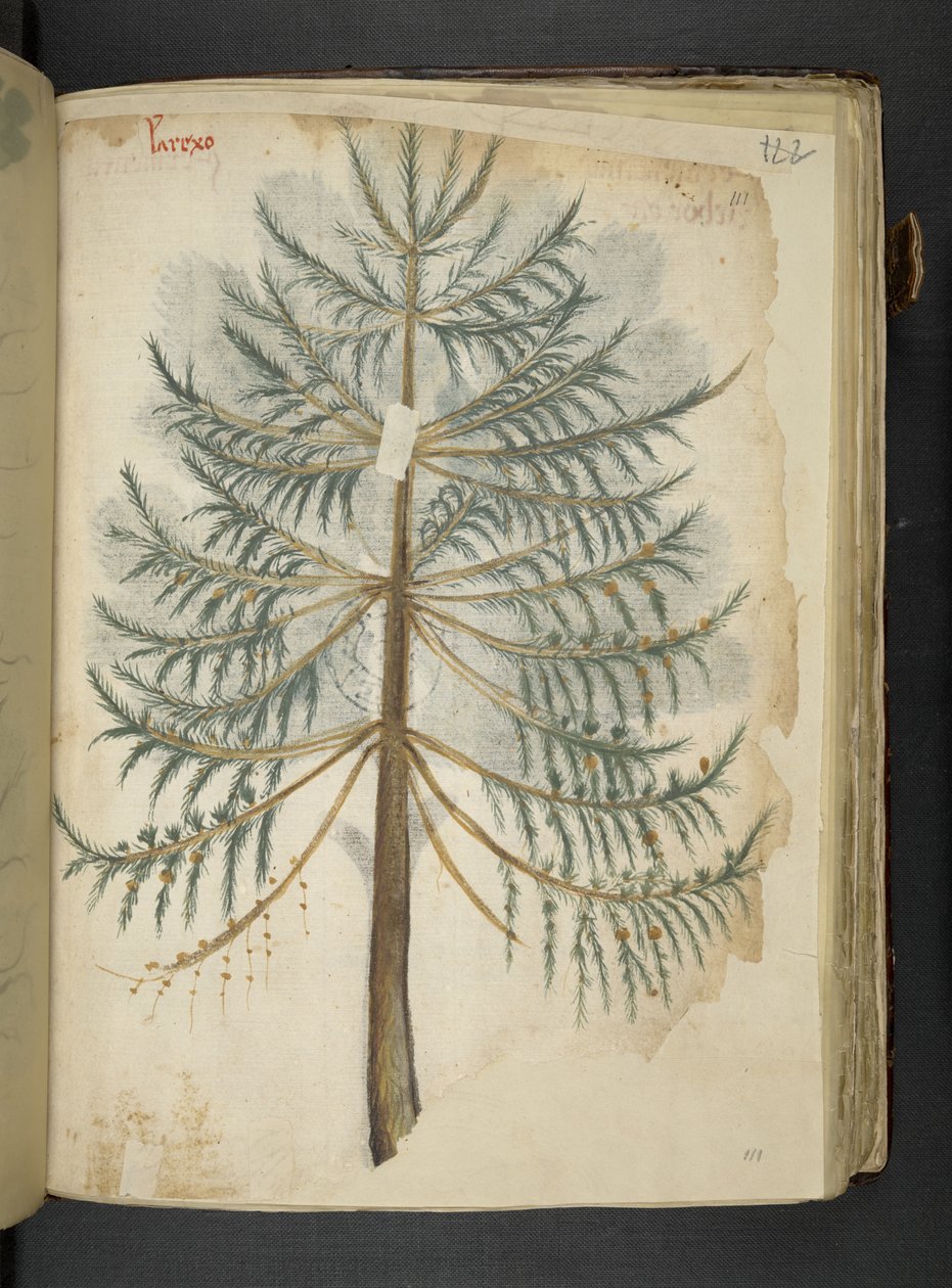 Añadir MS 41623 f.111r "A herbal", Belluno (tinta y color sobre vitela) de Italian School